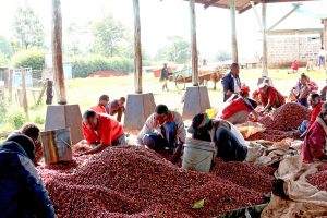 Kenyan Coffee Beans For Trade Members