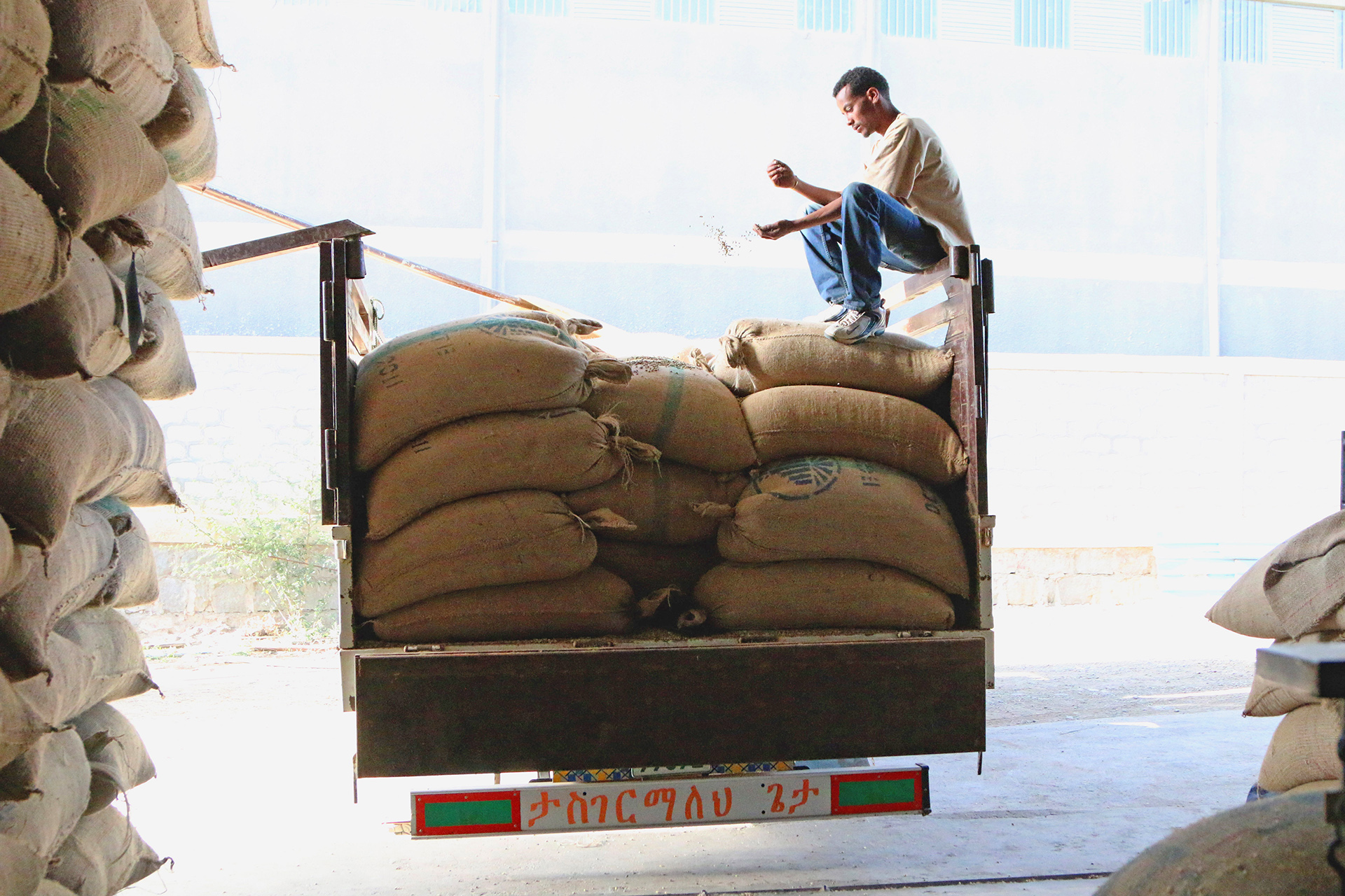 Ethiopian Coffee Beans For Trade Members