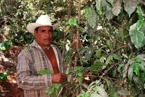 Mexican Coffee Farmer Next To Coffee Beans